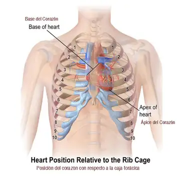 Ubicación del corazón