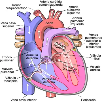 Image-1-Diagram-of-the-human-heart.webp